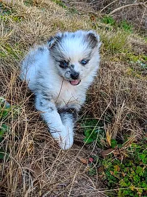 Name Pomeranian Dog Ezio