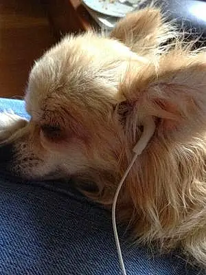 Name Chihuahua Dog Dandy