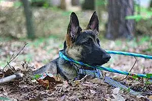 Name German Shepherd Dog Kenobi