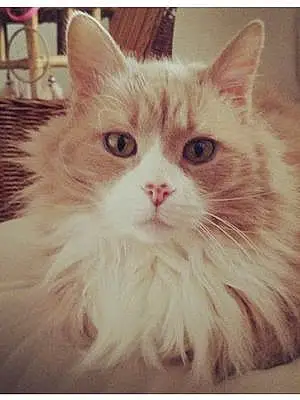 Name Maine Coon Cat Justin