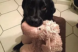 Name Labrador Retriever Dog Adele