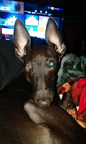 Name Greyhound Dog Charcoal