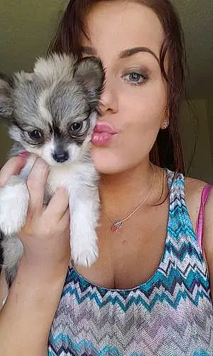 Name Chihuahua Dog Harris