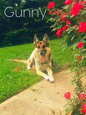 Name German Shepherd Dog Gunny