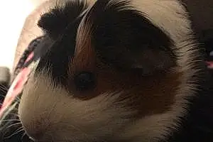 Name Guinea Pig Lina