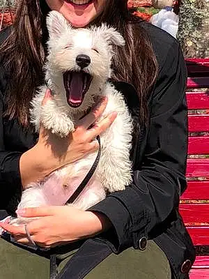 Name West Highland White Terrier Dog Gadget