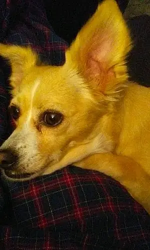 Name Chihuahua Dog Cc