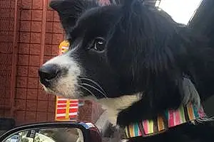 Name Border Collie Dog Astra