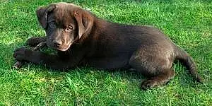 Name Labrador Retriever Dog Fisher