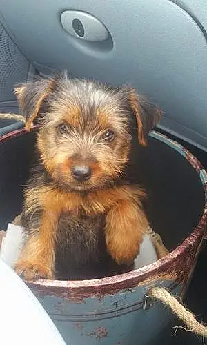 Name Yorkshire Terrier Dog Crumble