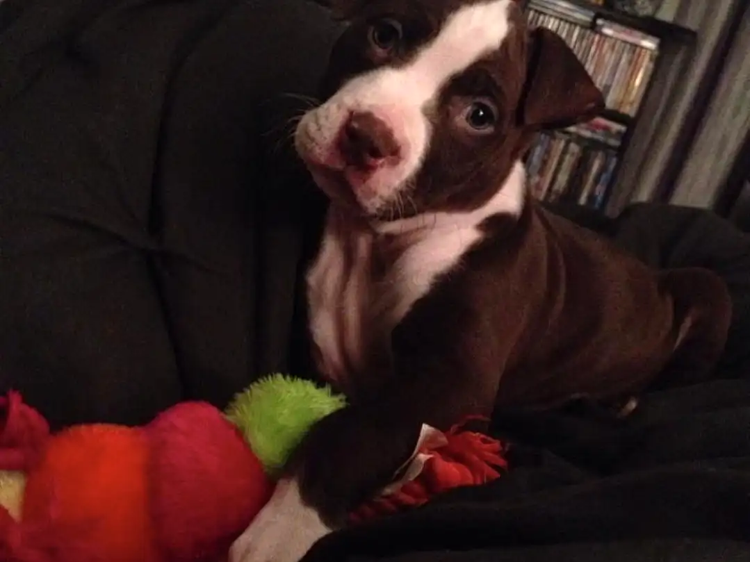 Boston Terrier, Dog breed, Dog, Snout, American Pit Bull Terrier, Pit Bull, Puppy