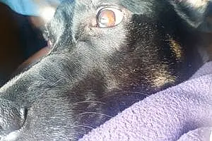 Name Labrador Retriever Dog Baily