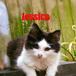 Name  Other Cat Jessica