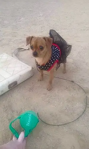 Name Chihuahua Dog Bella-marie