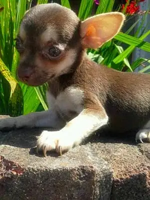 Name Chihuahua Dog Aggie