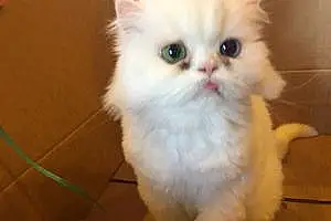 Name Persian Cat Fefe