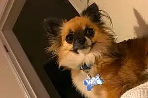 Name Chihuahua Dog Jonah