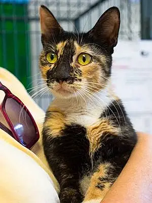 Name American Shorthair Cat Francesca