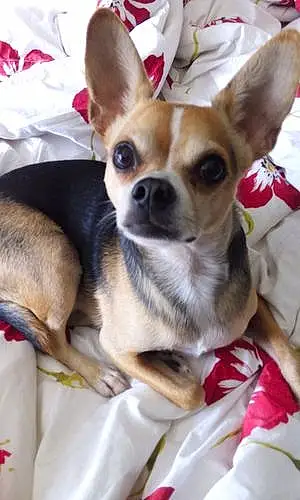 Name Chihuahua Dog Boozer