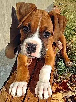 Name Boxer Dog Baylie