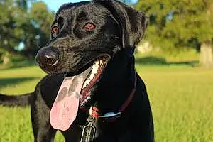 Name Labrador Retriever Dog Kala
