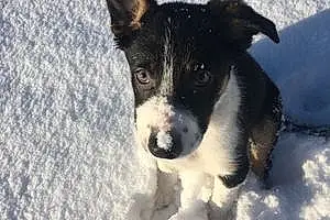 Name Border Collie Dog Jed