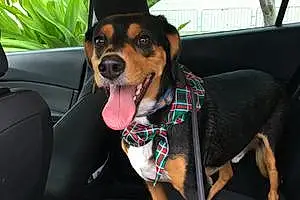 Name Beagle Dog Fitzgerald