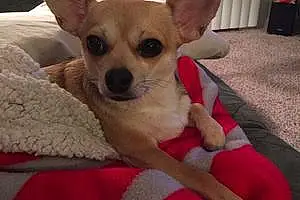 Name Chihuahua Dog Carley