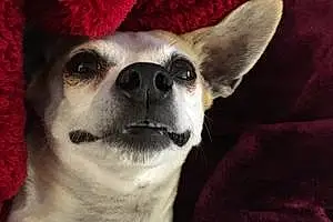 Name Chihuahua Dog Lexy