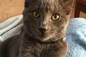 Name Russian Blue Cat Knight