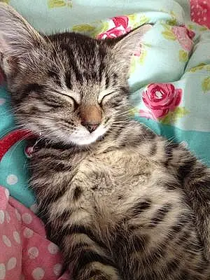Name British Shorthair Cat Kittie