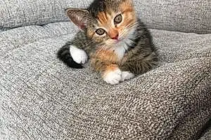 Name Cat Clio