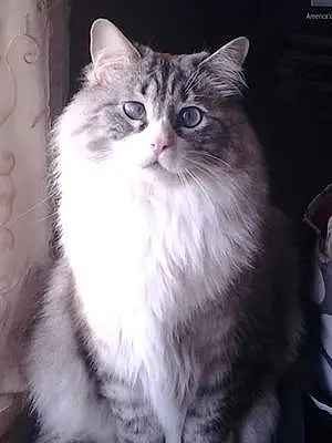 Name Siberian Cat Bender