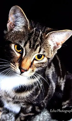 Name British Shorthair Cat Kion