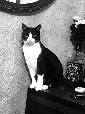 Name American Shorthair Cat Hemingway