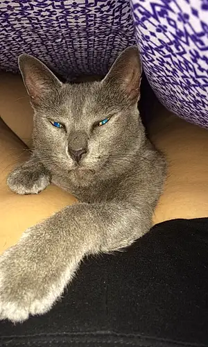 Name Russian Blue Cat Katana