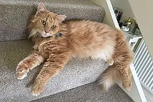 Name Maine Coon Cat Andrew