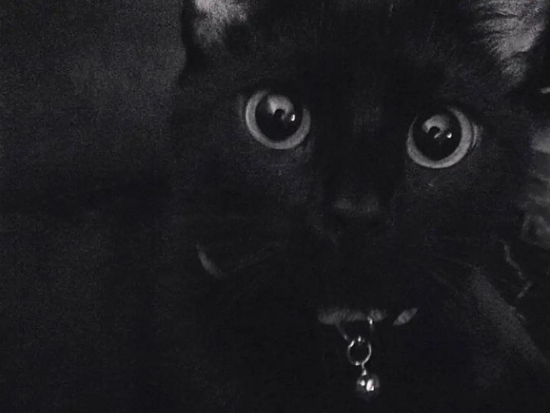 Cat, Black cats, Black, Black and white, Whiskers, Bombay, Black & White, Snout, Domestic short-haired cat, Monochrome, Kitten
