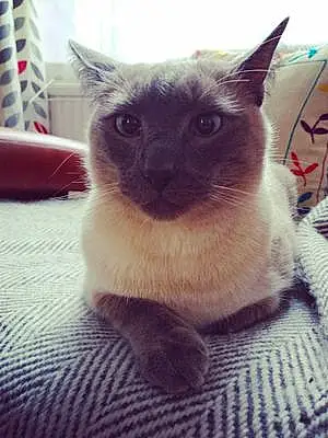 Name Burmese Cat Barnaby