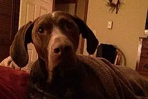 Name German shorthaired pointer Dog Griff
