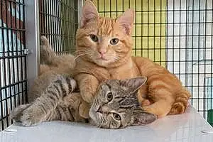 Name American Shorthair Cat Kittens