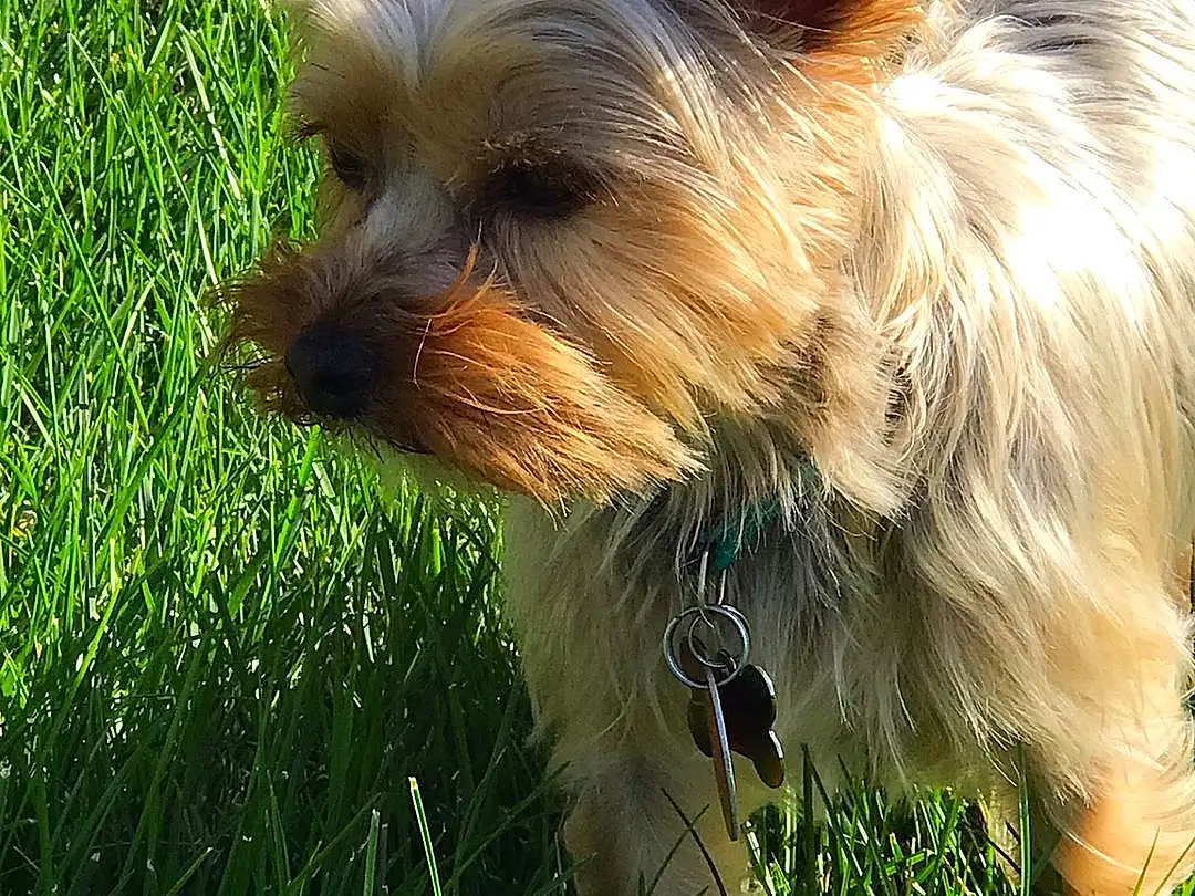 Dog, Dog breed, Terrier, Yorkshire Terrier, Grass, Australian Silky Terrier, Snout, Puppy, Small Terrier, Australian Terrier, Companion dog, Vulnerable Native Breeds, Whiskers, Cairn Terrier, Norwich Terrier