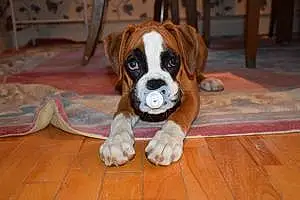 Name Boxer Dog Keeva