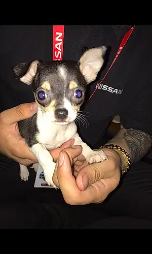 Name Chihuahua Dog Banksy