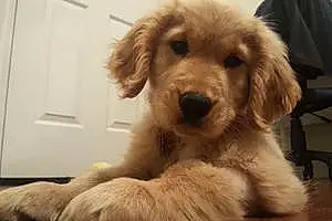 Name Golden Retriever Dog Baylor