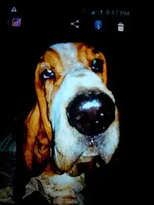 Name Basset Hound Dog Buford
