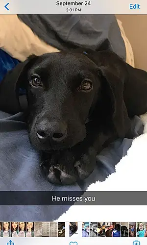 Name Labrador Retriever Dog Keno