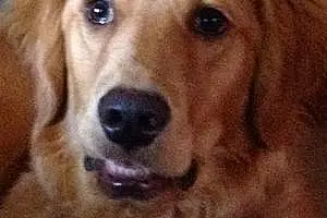 Name Golden Retriever Dog Kenzi