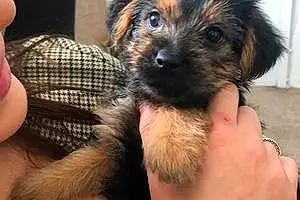 Name Yorkshire Terrier Dog Bobbie