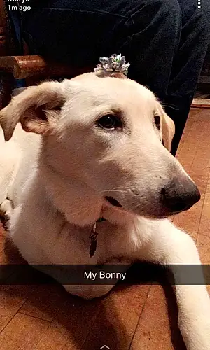 Name Dog Bonny